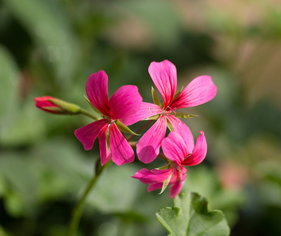 Rosengeranienöl – Adaptogen & Frauenpower