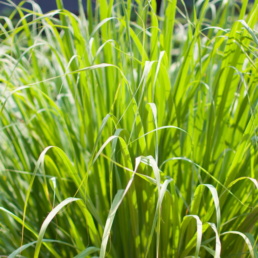 Lemomgrassoel-Zitronengras-Bio-kaufen