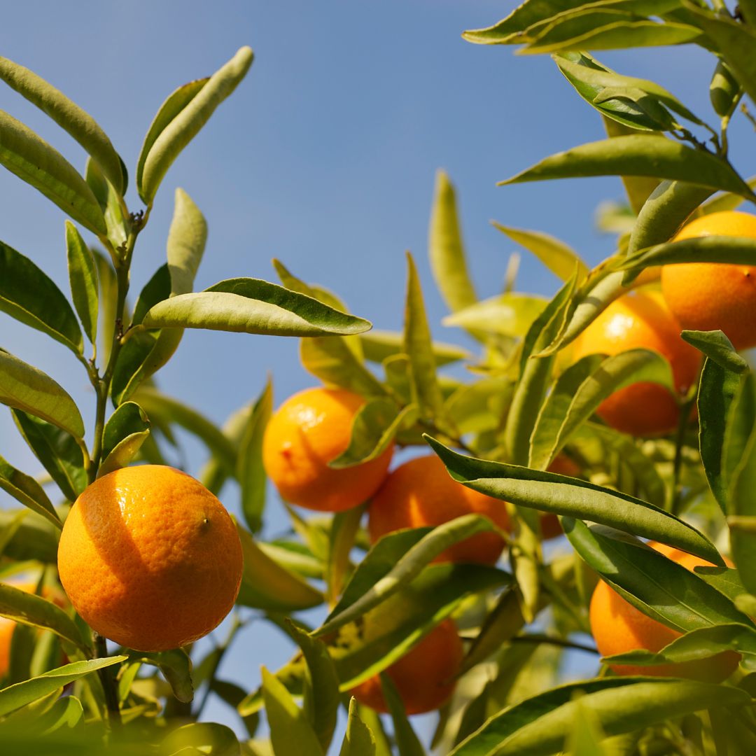 Mandarinenoel-Bio-kaufen