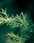 Organic Tea Tree Essential Oil