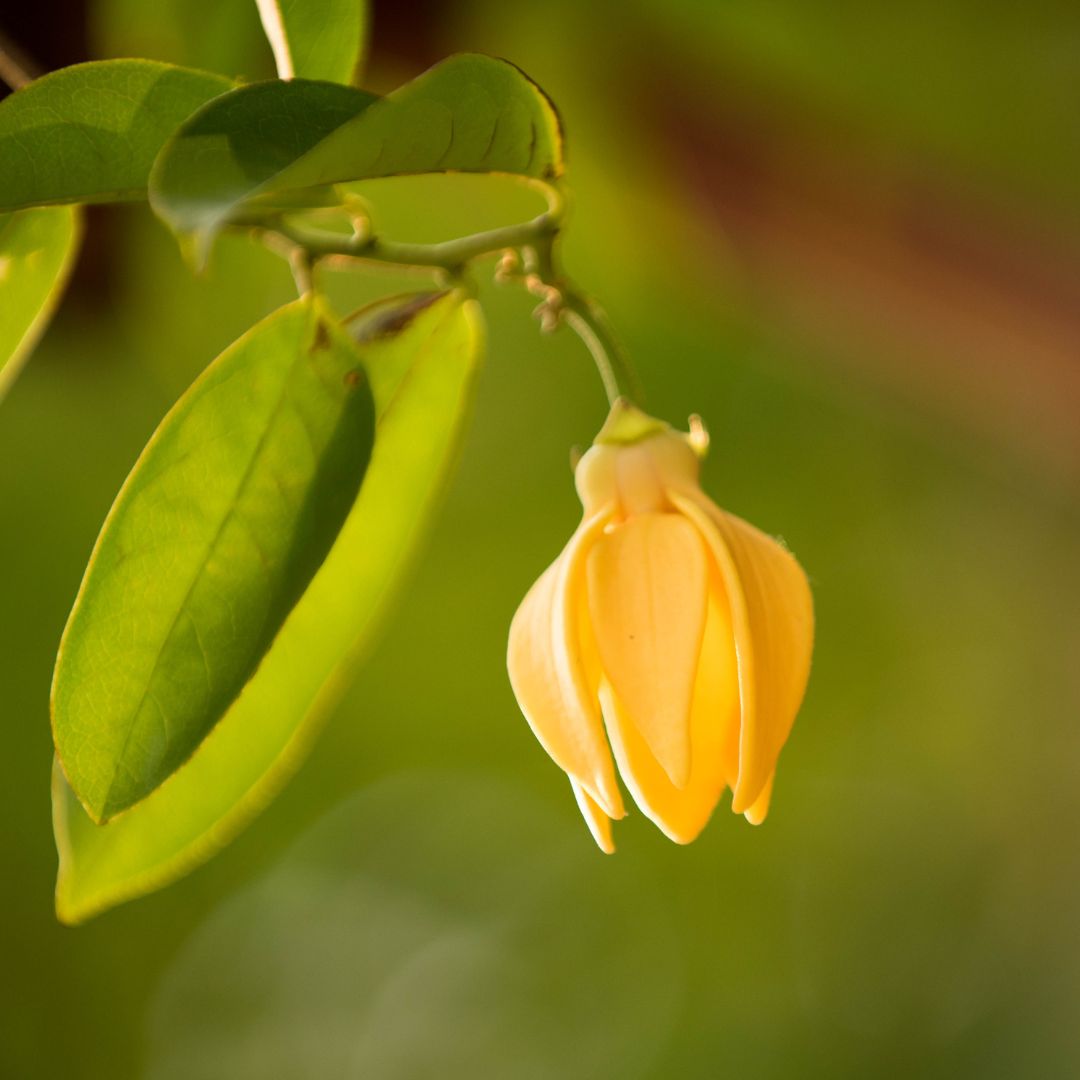 Ylang-Ylangoel-Bio-kaufen