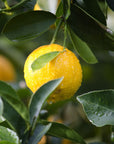 Zitronenoel-Bio-Kaufen