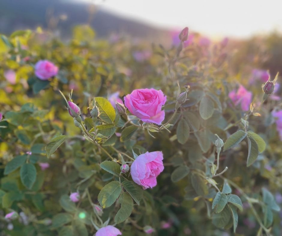 Rosenwasser – das zeitlose Geheimnis für Schönheit und Wohlbefinden