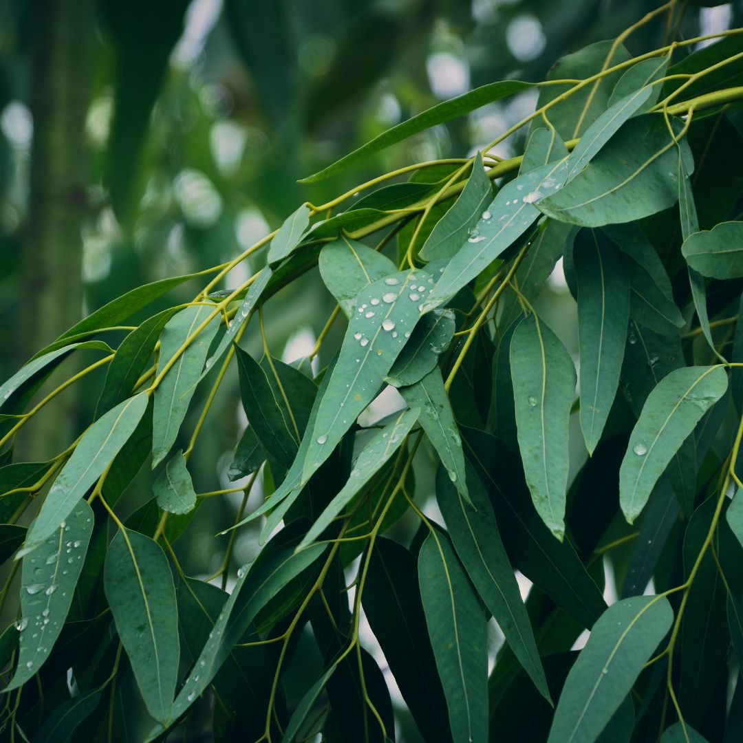 Eukalyptusoel-Bio-kaufen