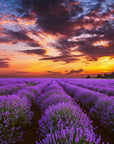 Lavendeloel-Bio-kaufen