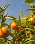 Mandarinenoel-Bio-kaufen