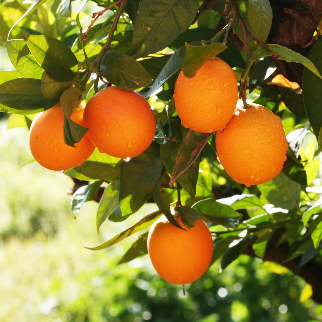 Orangenoel-Bio-kaufen
